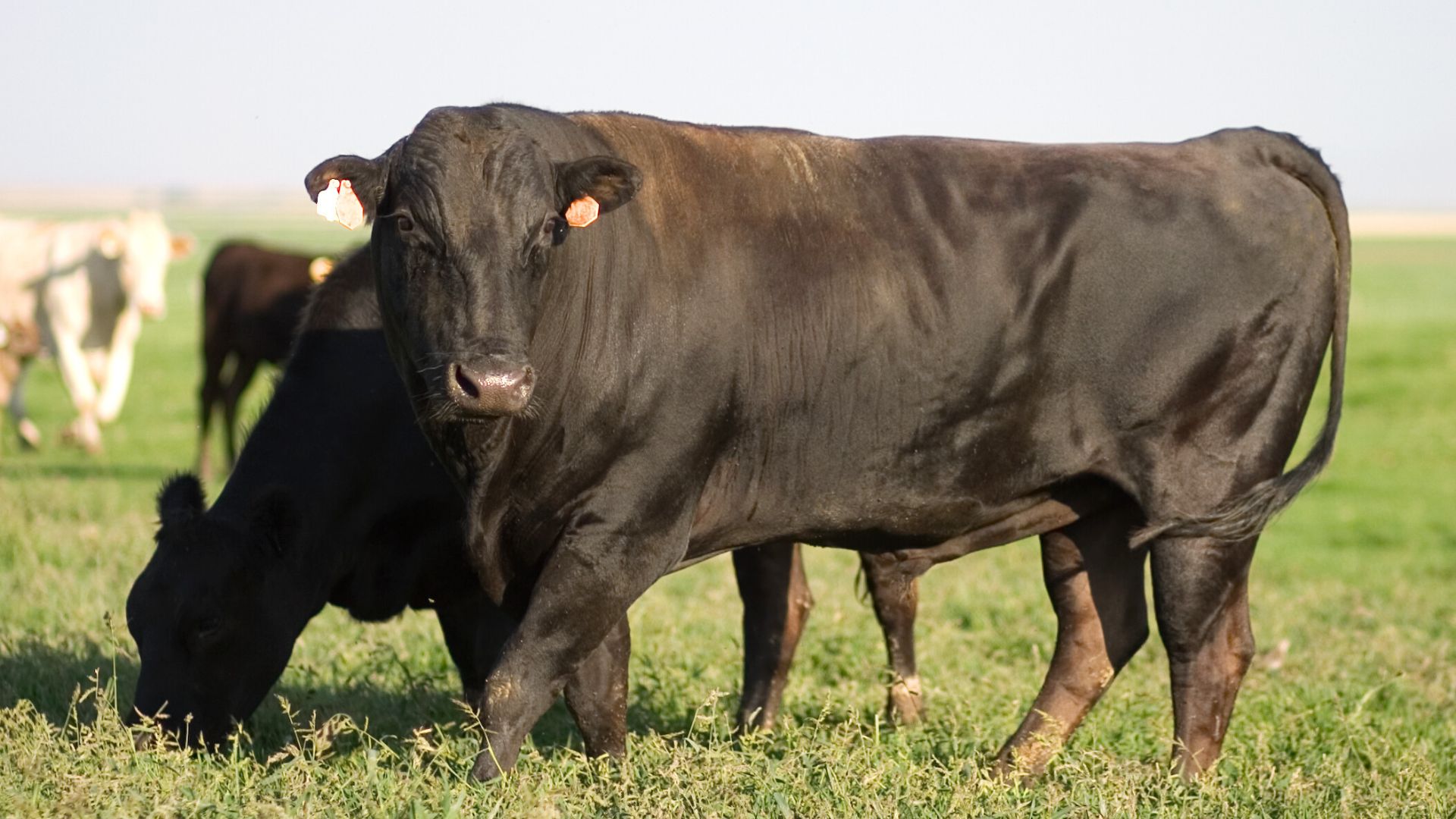 Bull Breeding Soundness Examination In Co. Cork | Millstreet Veterinary ...