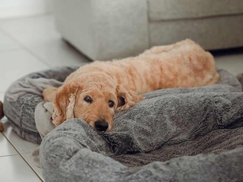 Elderly Golden Doodle dog lying on a pet bed