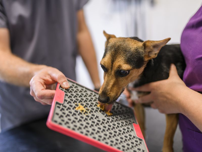 A dog  being examined with likimat as a calming aid