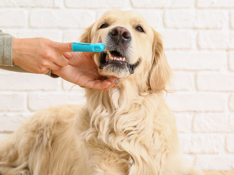 A person brushing a dog's teeth