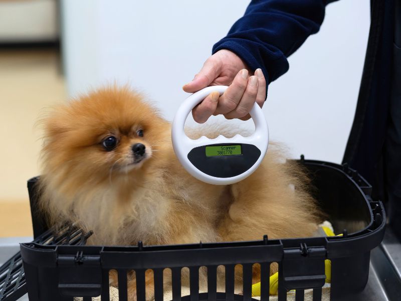 Vet scanning microchip implant of a dog